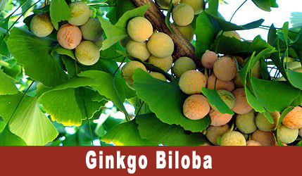 ginkgo-biloba