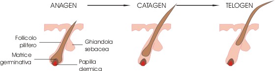 anagen-katagen-telogen